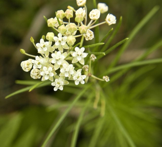 Whorled Milkweed (Asclepias verticillata). Asclepias verticillata (3197723098)