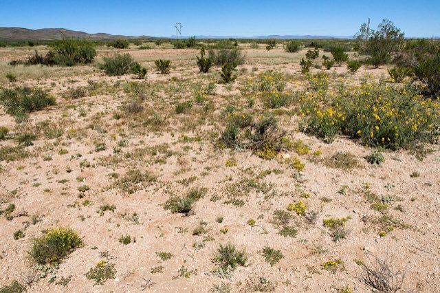 Woolly Milkweed (Asclepias lanuginosa). Lordsburg Mesa - Flickr - aspidoscelis (64)