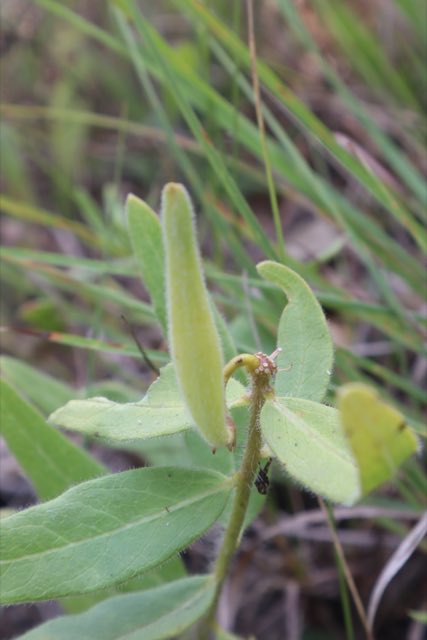 Woolly Milkweed (Asclepias lanuginosa). Woolly Milkweed photographed in Wisconsin, US