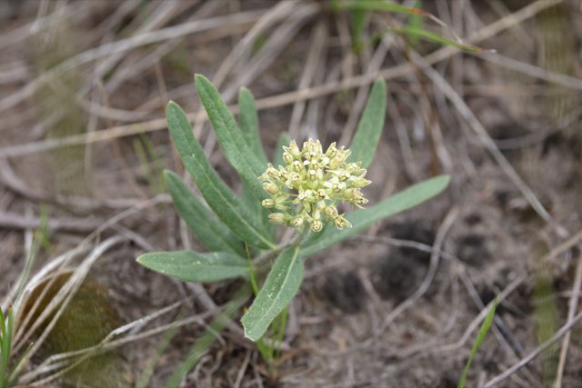 Woolly Milkweed (Asclepias lanuginosa). Woolly Milkweed photographed in Juneau County, WI, USA