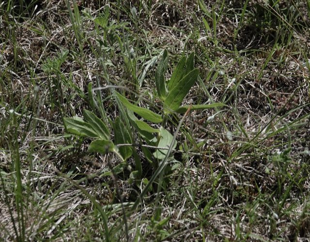 Woolly Milkweed (Asclepias lanuginosa). Woolly Milkweed photographed in Brown County, NE, USA