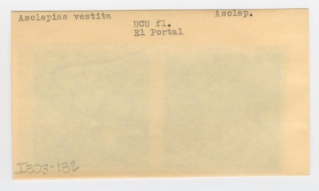 Woolly Milkweed (Asclepias vestita). (Asclepias vestita in California, envelope IE03-132) - DPLA - c3afaf4bcb4a091e9bd636f7b419ce11