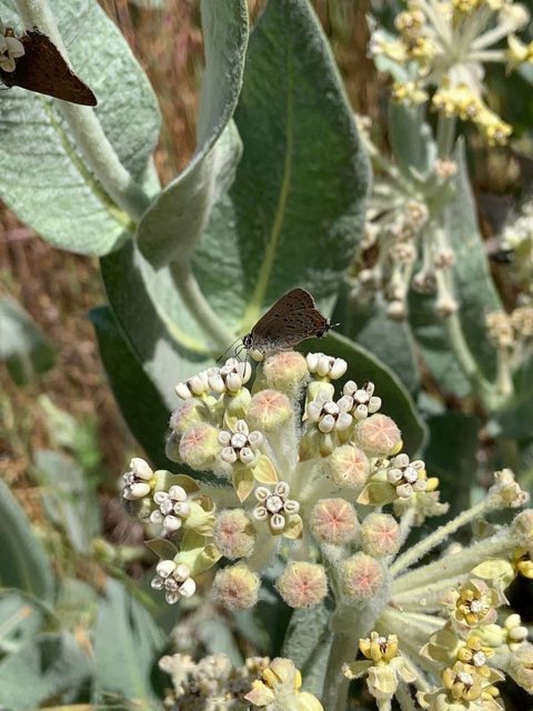 Woolly Milkweed (Asclepias vestita). Woolly Milkweed photographed in Madera County, US-CA, US