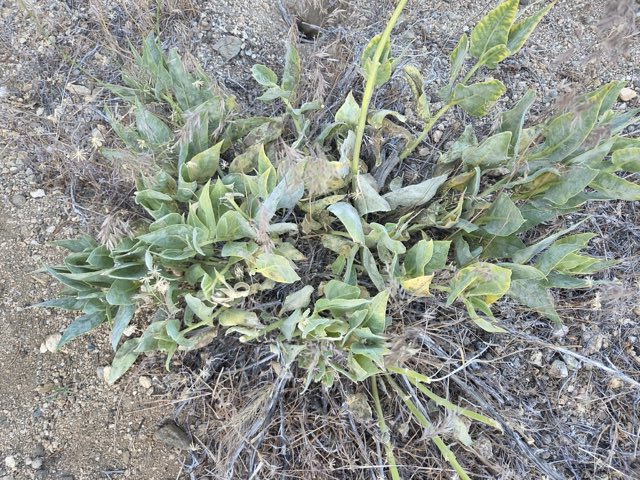Woolly Milkweed (Asclepias vestita). Woolly Milkweed photographed in Piñon Hills, CA 92372, USA