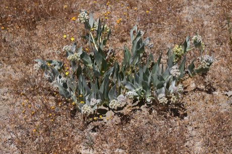 Woolly Milkweed (Asclepias vestita) in flower
