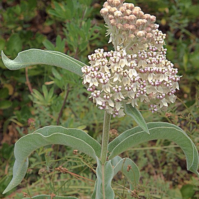 Woollypod Milkweed (Asclepias eriocarpa). H20140611-2884—Asclepias eriocarpa—RPBG (14445162271)