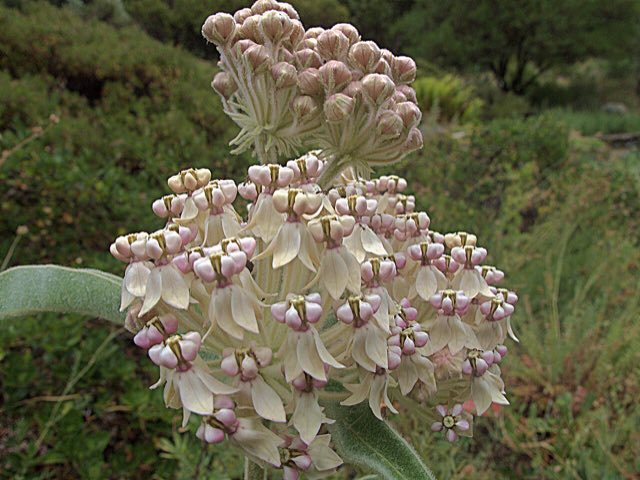 Woollypod Milkweed (Asclepias eriocarpa). H20140611-2881—Asclepias eriocarpa—RPBG (14425400016)