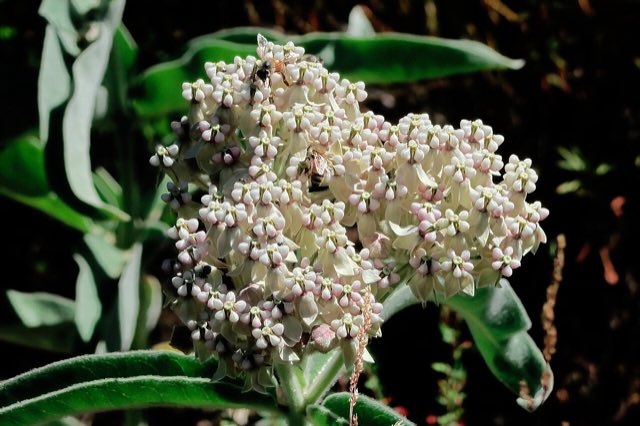 Woollypod Milkweed (Asclepias eriocarpa). J20170706-0075—Asclepias eriocarpa w Apis mellifera—RPBG—DxO (35098012733)