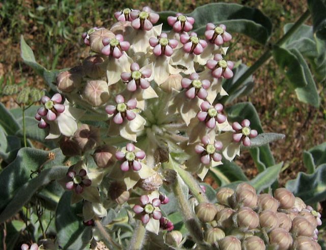 Woollypod Milkweed (Asclepias eriocarpa). Asclepiaseriocarpa