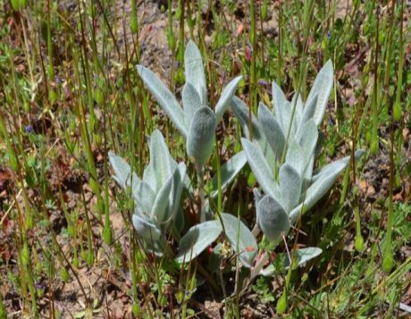 Woollypod Milkweed (Asclepias eriocarpa) in flower