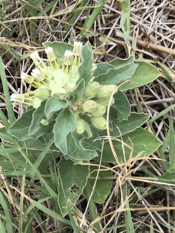Zizotes Milkweed (Asclepias oenotheroides). Asclepias oenotheroides