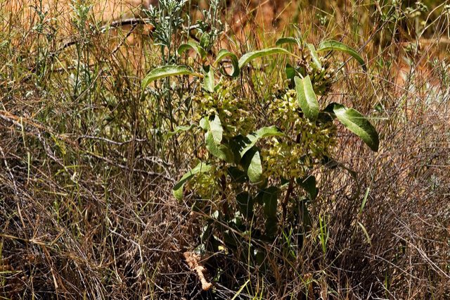 Zizotes Milkweed (Asclepias oenotheroides). Asclepias oenotheroides - Flickr - aspidoscelis