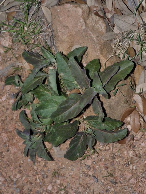 Zizotes Milkweed (Asclepias oenotheroides). Zizotes Milkweed photographed in Texas, US