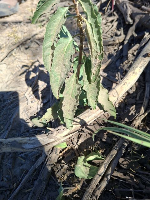 Zizotes Milkweed (Asclepias oenotheroides). Zizotes Milkweed photographed in Nuevo Laredo, MX-TM, MX