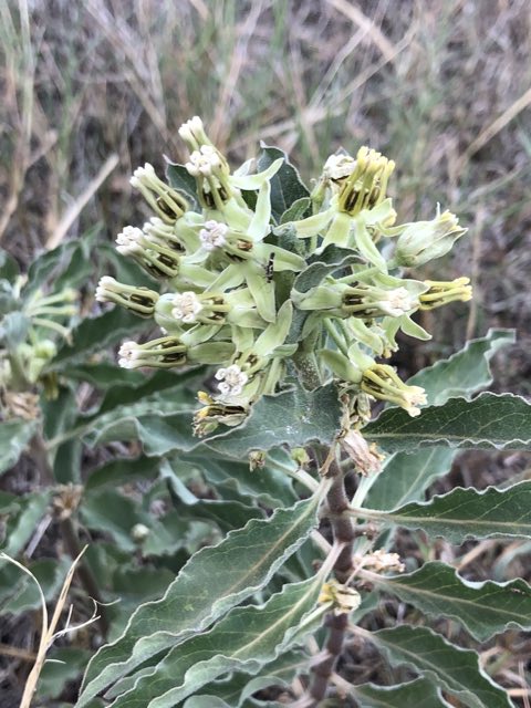 Zizotes Milkweed (Asclepias oenotheroides). Zizotes Milkweed photographed in Southwestern University, Georgetown, TX, US
