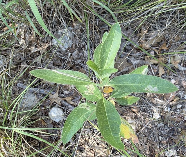 Zizotes Milkweed (Asclepias oenotheroides). Zizotes Milkweed photographed in Junction, TX 76849, USA