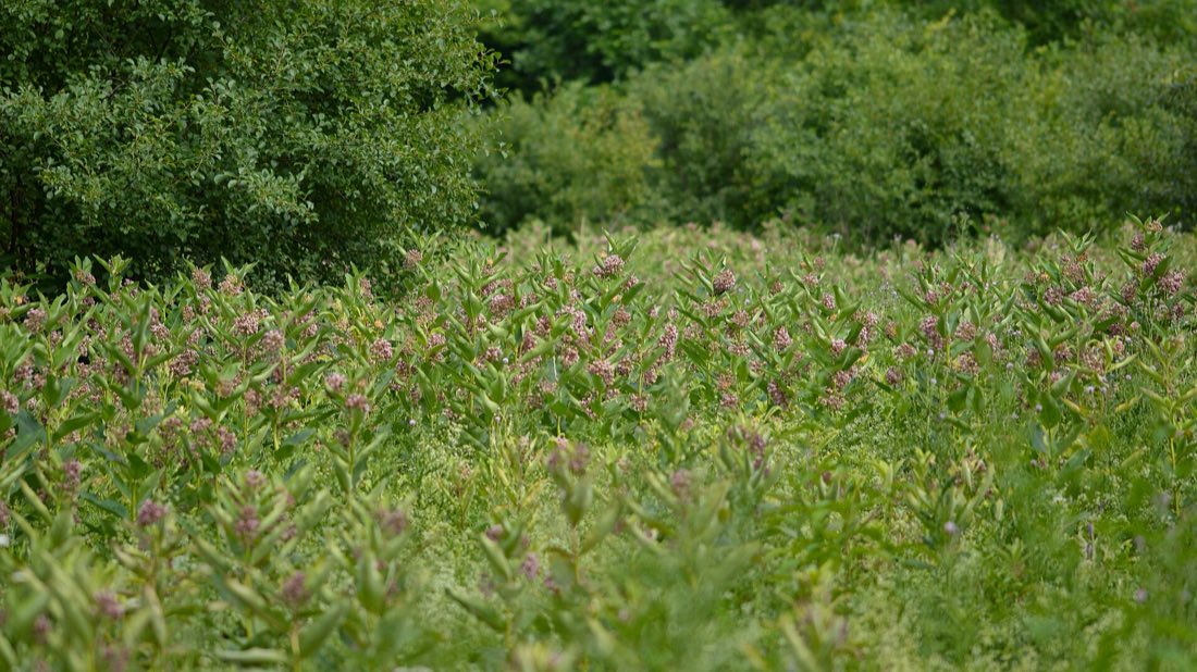 Common milkweed growing in a summer meadow among grasses and other wildflowers