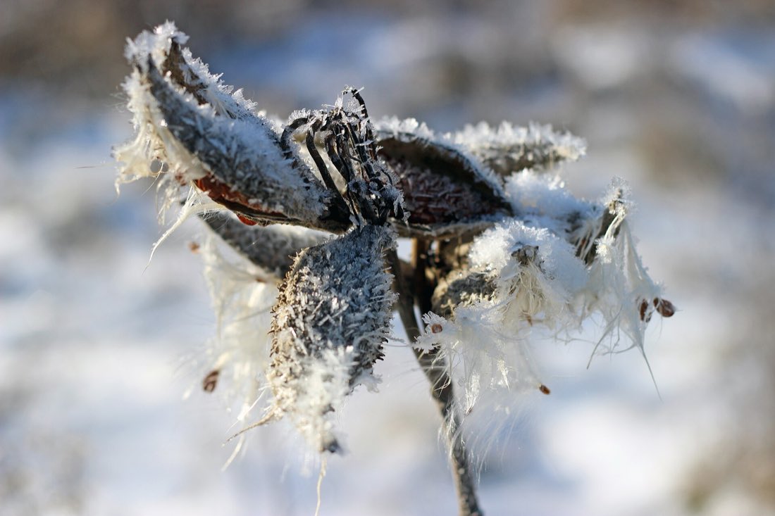Dry milkweed stems and split pods standing through snow in winter