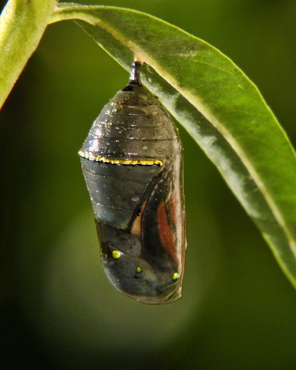 A monarch chrysalis
