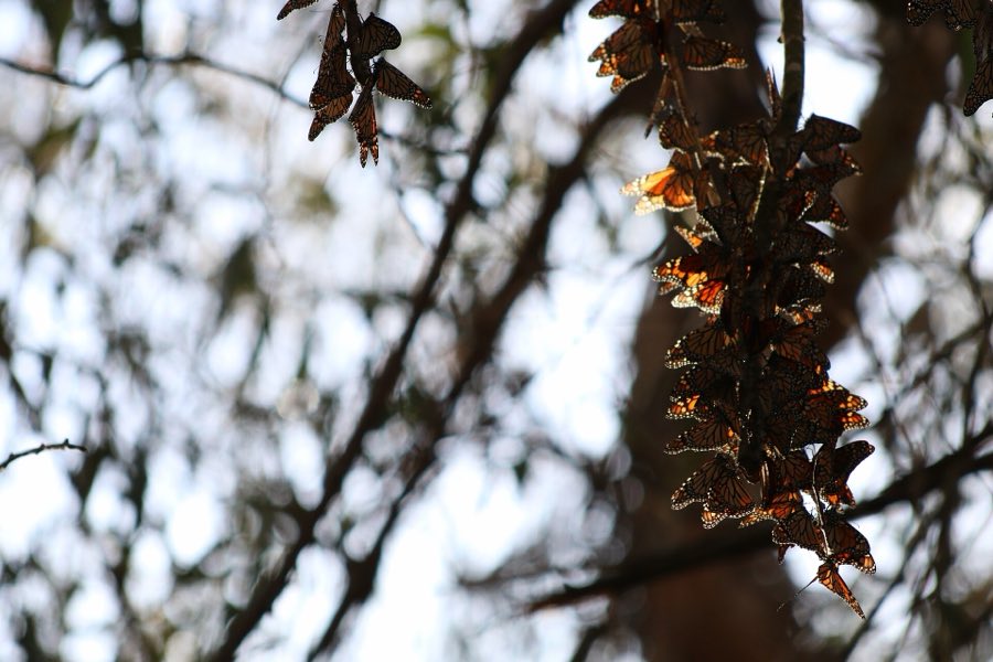 Monarch butterflies clustered at an overwintering roost