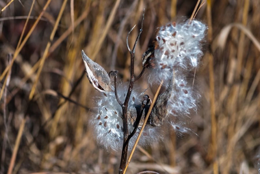 A split milkweed pod releasing seeds on their silky floss