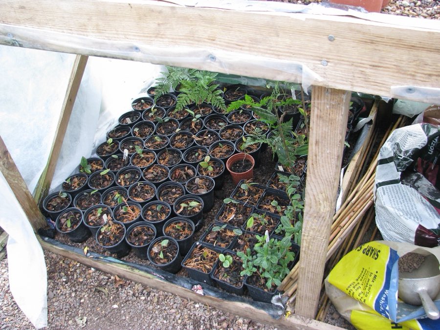 A tray of nursery seedlings raised from seed